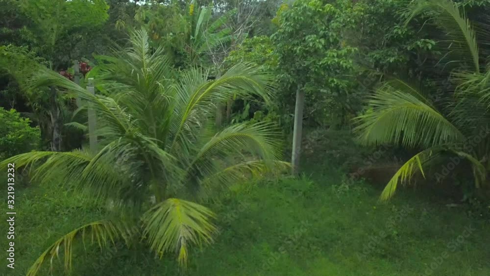 Panoramic top view of the jungle in Phuket, Thailand. The drone slowly moves away from the forest. Visible palm trees, grass, trees, road. Panoramic top view of the jungle in Phuket, Thailand. The drone slowly moves away from the forest. Visible palm trees, grass, trees, road.
