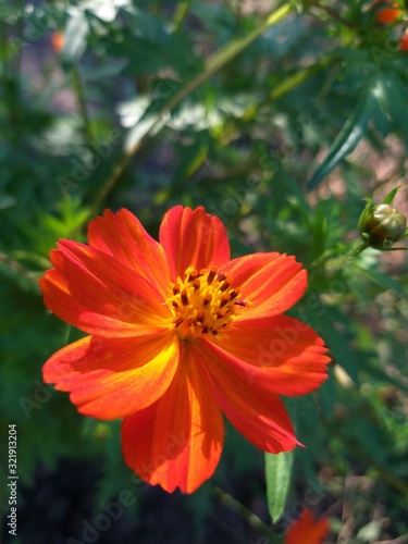Cosmea flower orange in the garden, summer natural background