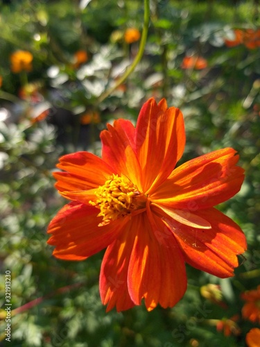 Cosmea flower orange in the garden, summer background