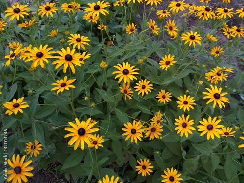 Rudbeckia flower in the garden, summer natural background