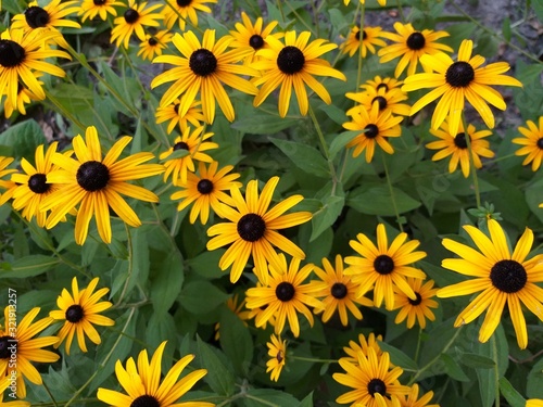 Rudbeckia flower in the garden, summer natural background