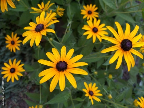 Rudbeckia flower in the garden, summer natural background