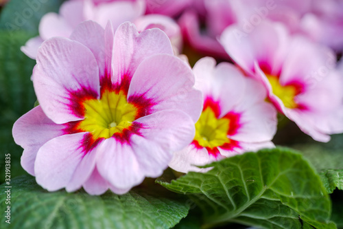 Close up view of small blooming pale purple pink primrose flowers with yellow pollen.