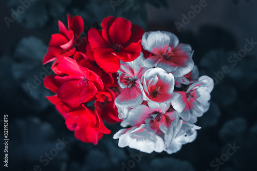 Detail photograph of Hydrangea flower © Alex Wolf 
