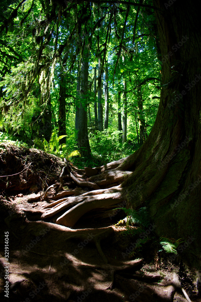 Exposed Tree Roots Exposed Tree Roots