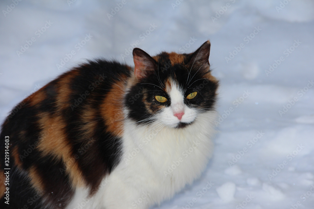 Spotted cat in the snow. A defenseless animal in the winter. A frozen cat with redhead spots.