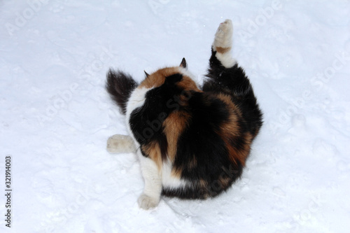 Cat washes in the snow. A defenseless animal in the winter. A frozen cat with redhead spots. © OLGA RA