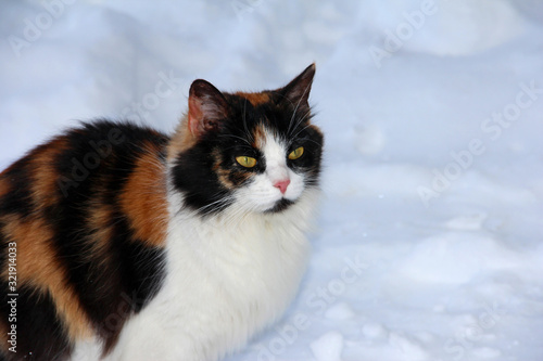 The sad look of a hungry mammal. Spotted cat in the snow. A defenseless animal in the winter. A frozen cat with red spots.