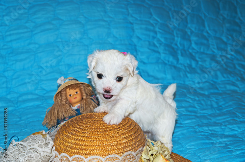 Pup breed maltese lapdog