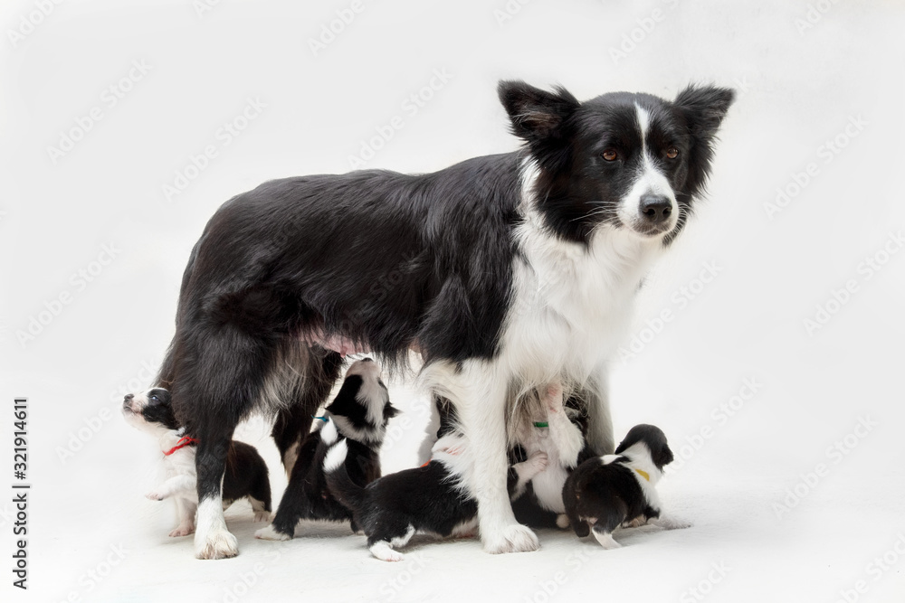 group of collie and border collie in front of white background group of collie and border collie in front of white background