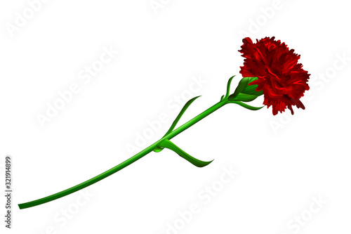 Red carnation flower isolated on white background