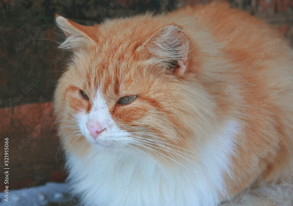 Fluffy ginger cat on the porch in winter.
