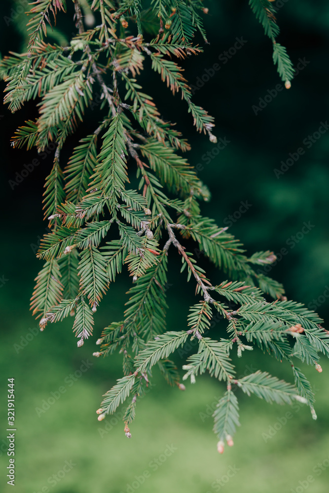 young green spruce branches with small cones, natural background young green spruce branches with small cones, natural background