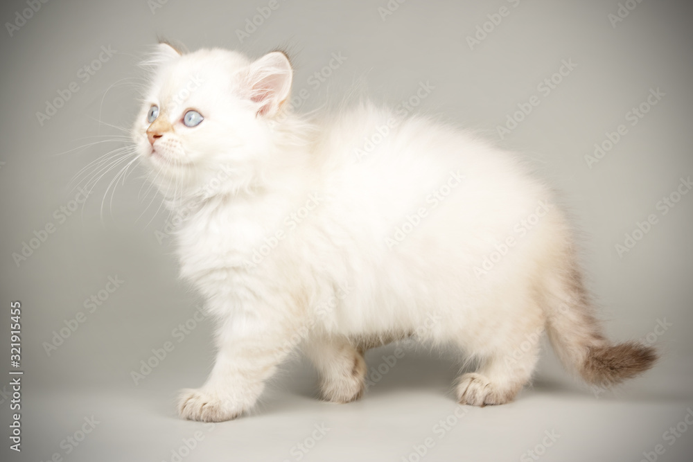 Scottish straight longhair cat on colored backgrounds