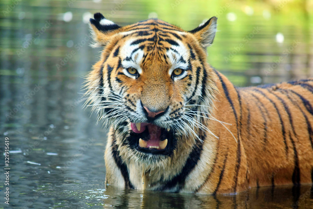 Portrait of Ussurian Tiger in Lake Panthera Tigris Altaica