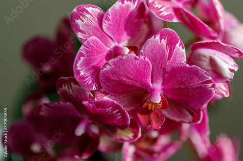 Rare pink orchid phalaenopsis flower with dark purple splashes on the edge of the petals. Selective focus. Home flowers