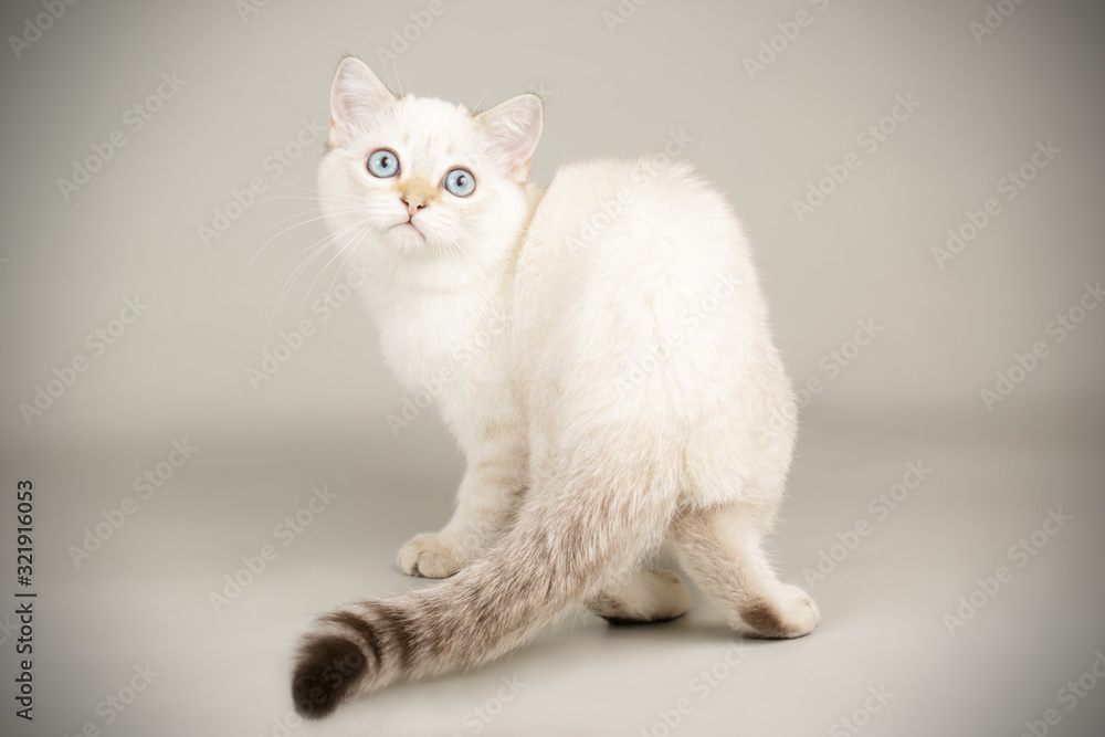 Scottish straight shorthair cat on colored backgrounds