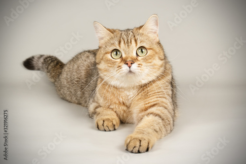 Scottish straight shorthair cat on colored backgrounds