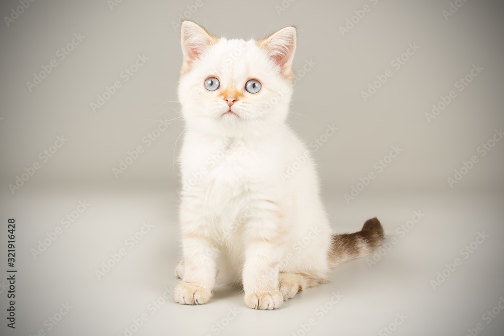 Scottish straight shorthair cat on colored backgrounds