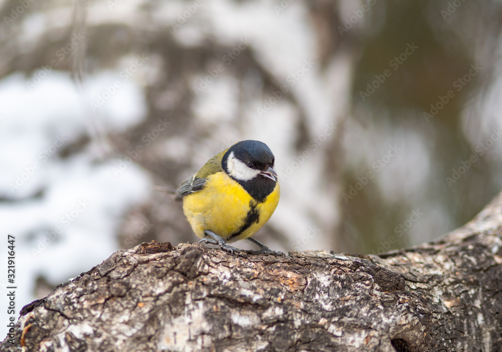 Fototapeta premium Cute bird Great tit, songbird sitting on the branch with blurred autumn or winter background
