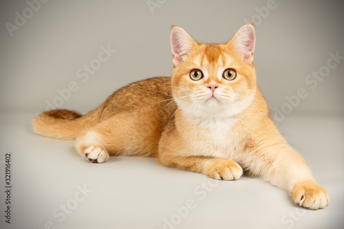 Scottish straight shorthair cat on colored backgrounds