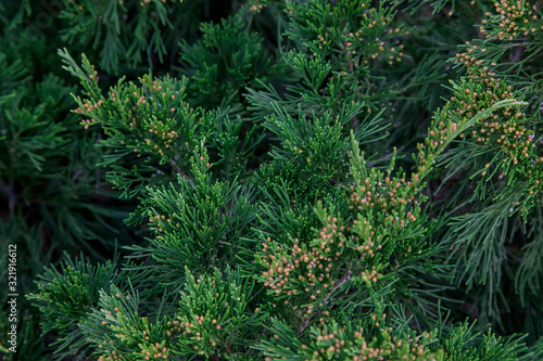 Juniper tree, close-up. Green natural background