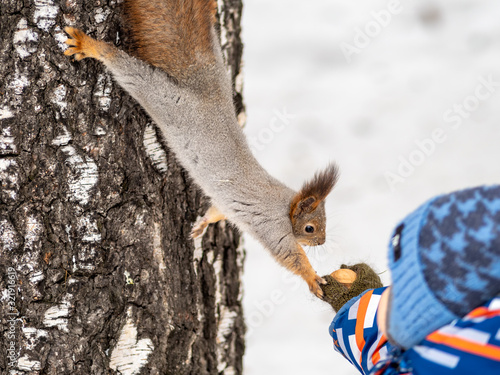 A little child in winter feeds a squirrel with a nut.