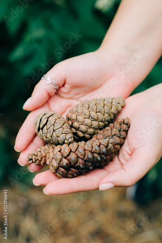 beautiful collected pine cones in hands in a pine forest