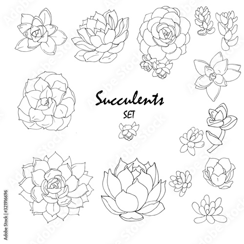 succulents of different types black and white vector illustration, set on a white background