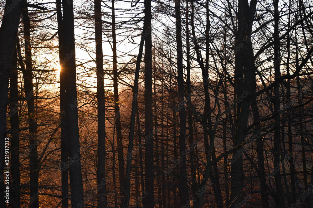 Black and color silhouette of tree with some leaves on a sunset gold and yellow sky background Black and color silhouette of tree with some leaves on a sunset gold and yellow sky background