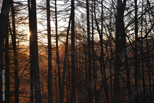 Black and color silhouette of tree with some leaves on a sunset gold and yellow sky background