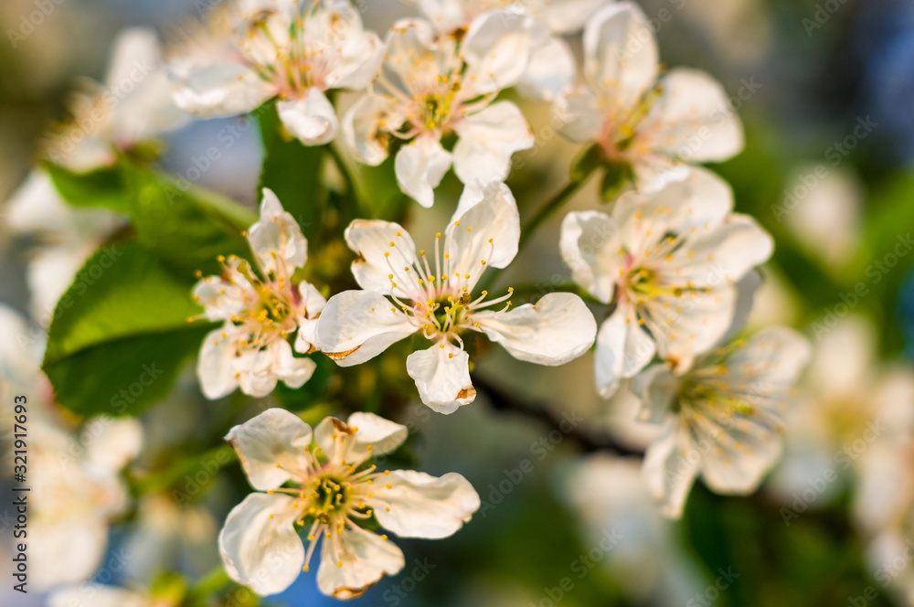 Background blooming beautiful white cherries in raindrops on a sunny day in early spring close up, soft focus
