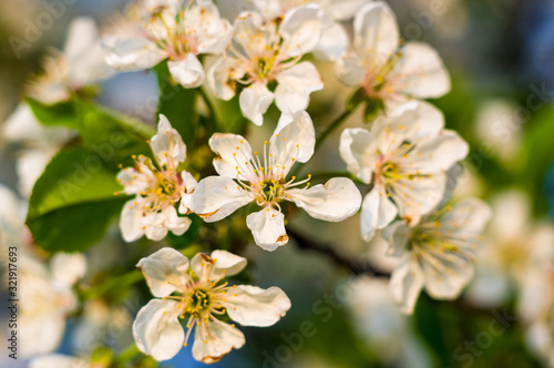 Background blooming beautiful white cherries in raindrops on a sunny day in early spring close up, soft focus