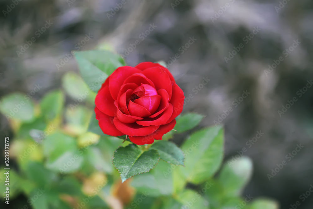 Red rose blooming in summer garden