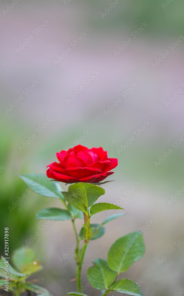 Red rose blooming in summer garden Red rose blooming in summer garden