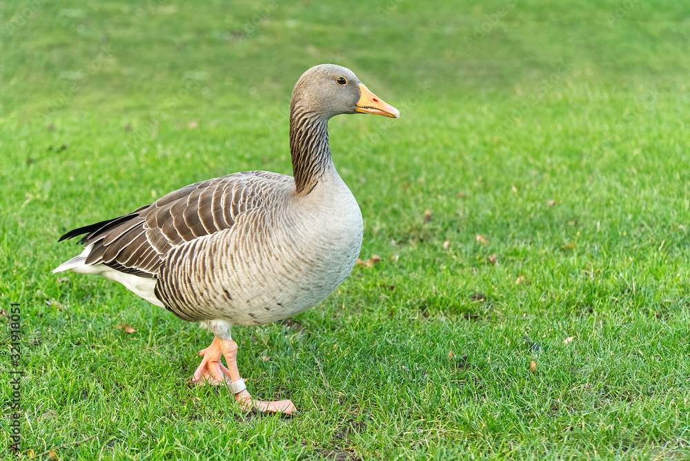 Wild grey goose walking in green grass, close up. Goose in cty park Wild grey goose walking in green grass, close up. Goose in cty park