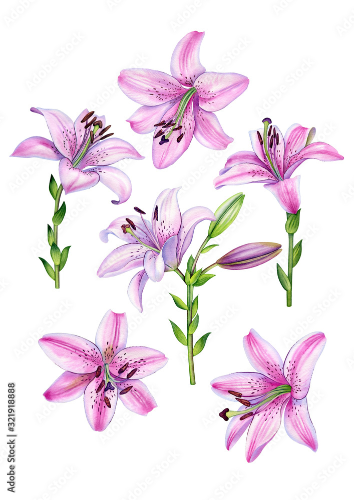 Watercolor botanical illustration of the pink lilly flowers set. Can be used as print, poster, postcard, invitation, greeting card, packaging design textile, stickers, tattoo and so on.
