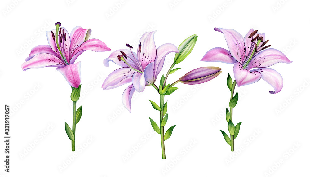 Watercolor botanical illustration of the pink lilly set. Can be used as print, postcard, invitation, greeting card, packaging design textile, stickers, tattoo and so on.