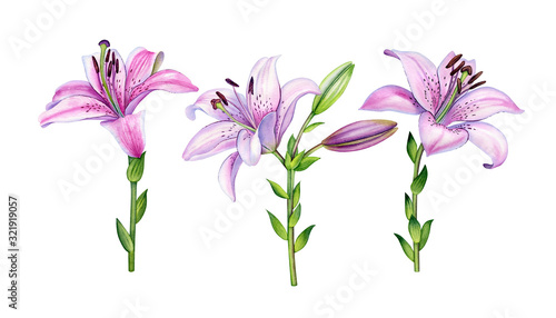 Watercolor botanical illustration of the pink lilly set. Can be used as print, postcard, invitation, greeting card, packaging design textile, stickers, tattoo and so on.