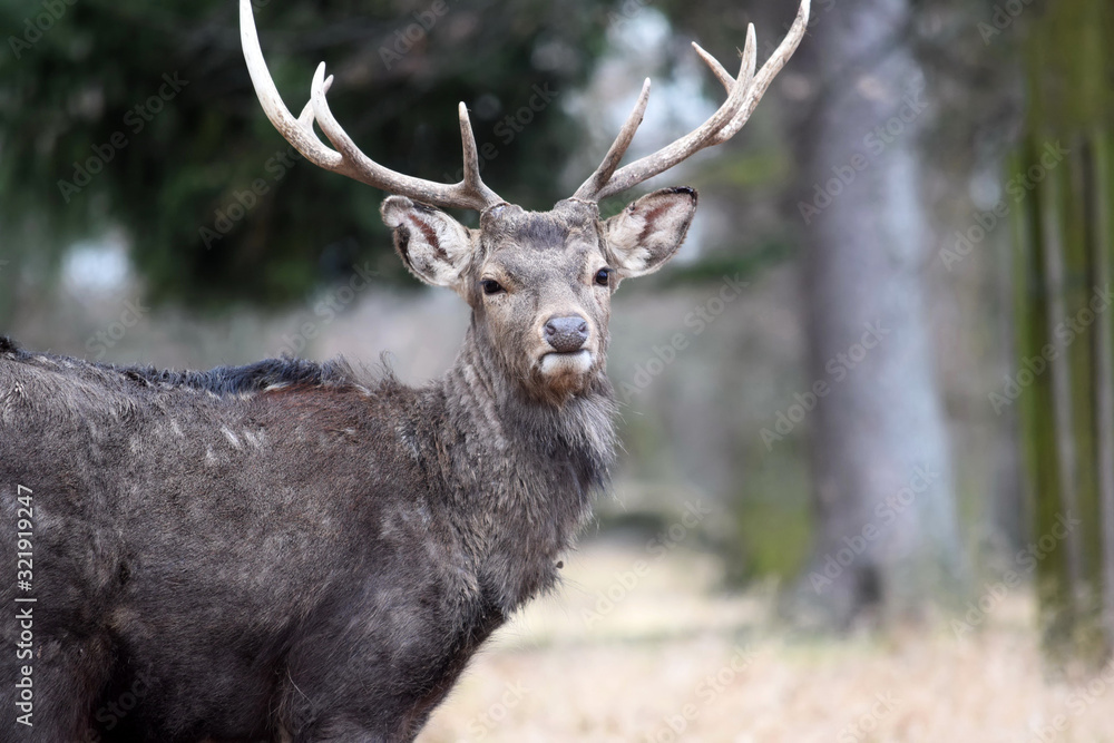 Dybowskii Deer in Winter Head Close Up Portrait Dybowskii Deer in Winter Head Close Up Portrait