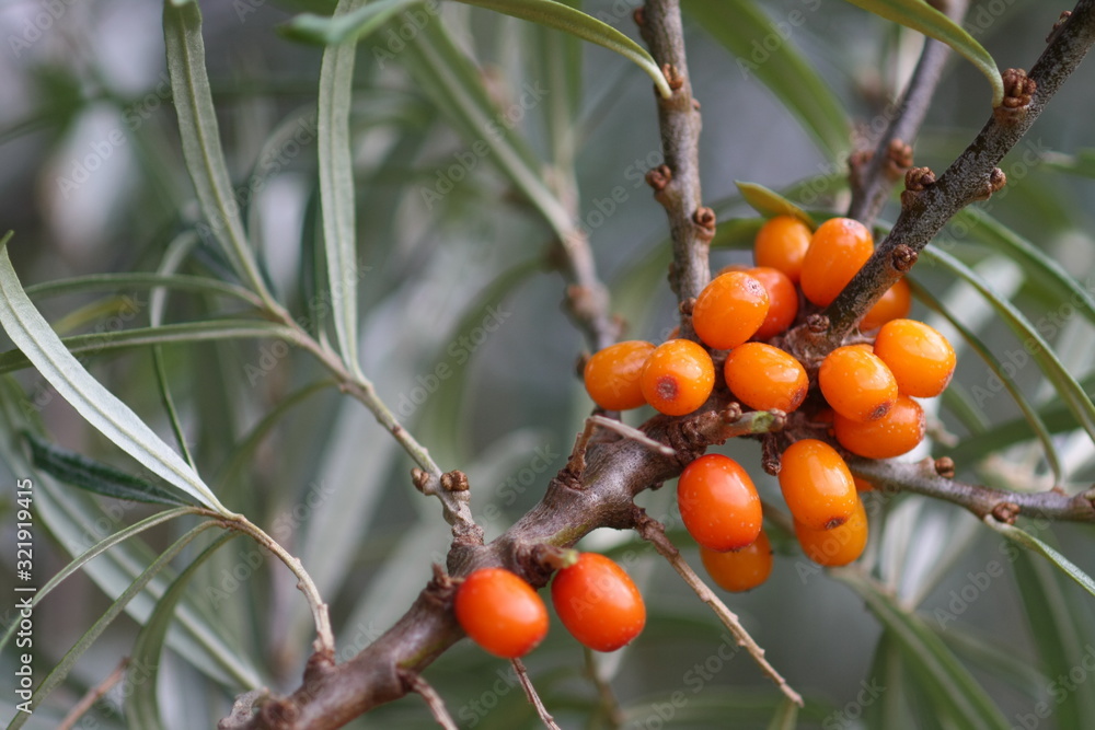 Healing berry of sea buckthorn on a branch close-up and blurred background