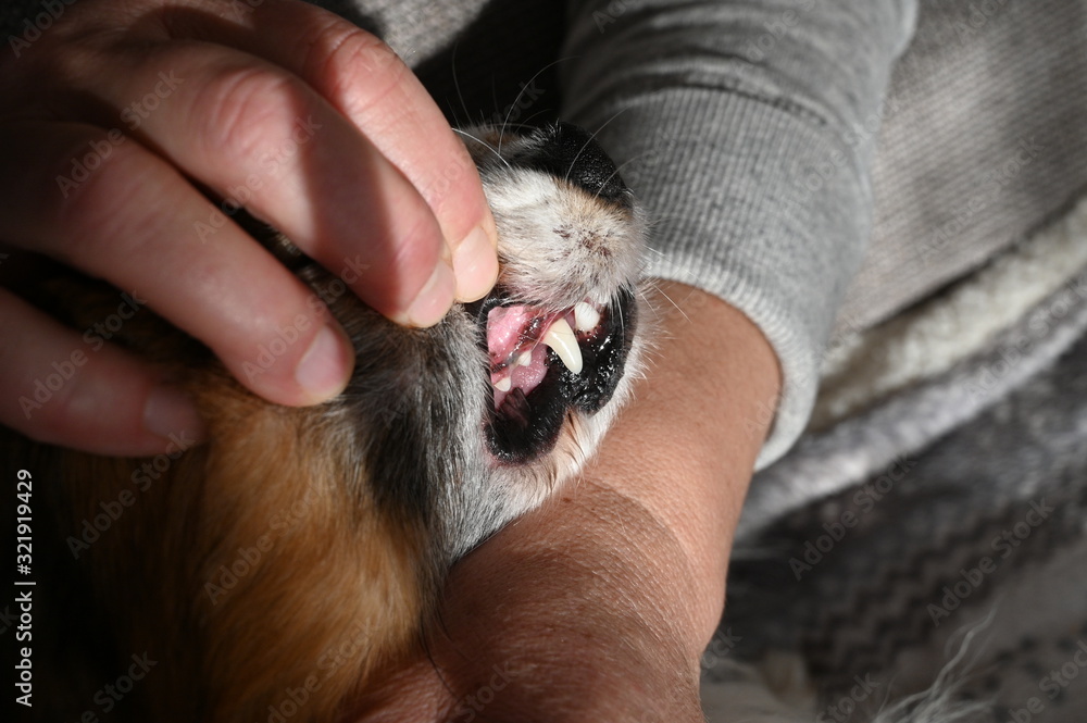 clean dog's teeth after cleaning