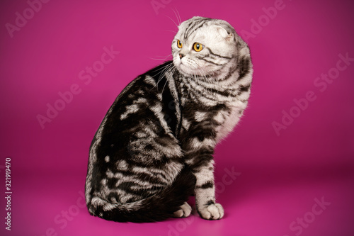 Wallpaper Mural Scottish fold shorthair cat on colored backgrounds Torontodigital.ca