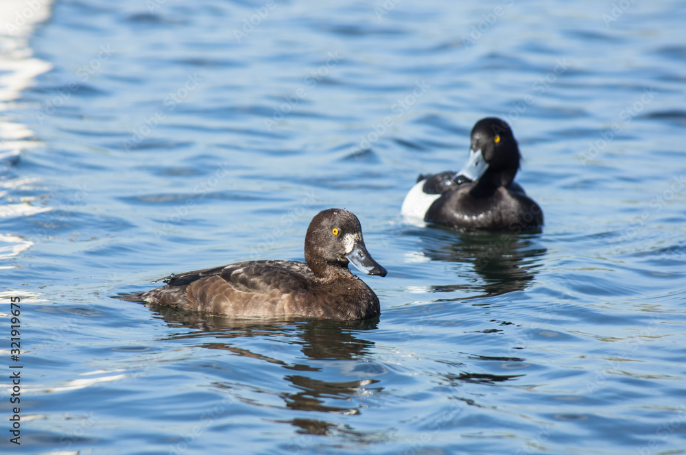 tufted duck (Aythya fuligula) male and female tufted duck (Aythya fuligula) male and female