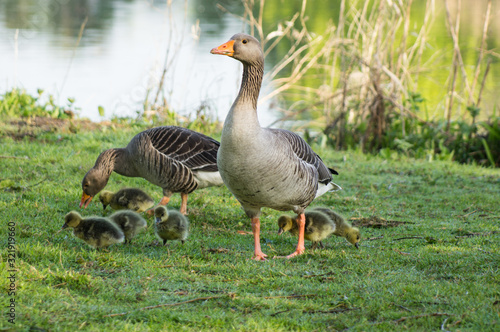 Fotografie, Tablou greylag goose ,greylag geese with chicks
