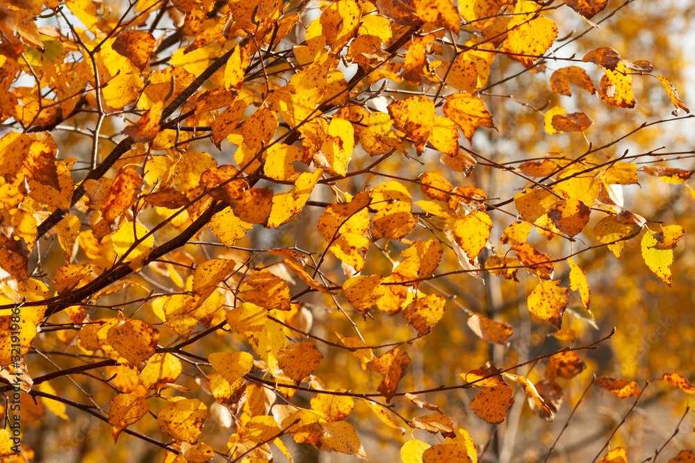 Golden foliage on tree branches in autumn