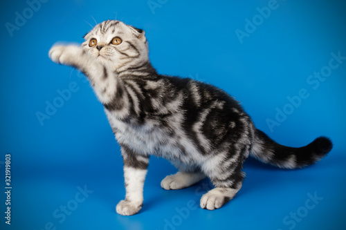 Wallpaper Mural Scottish fold shorthair cat on colored backgrounds Torontodigital.ca