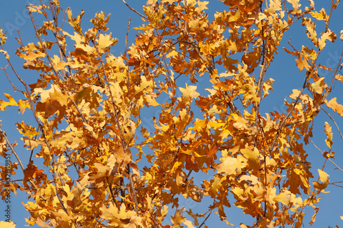 Golden foliage on tree branches in autumn