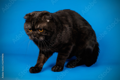Scottish fold shorthair cat on colored backgrounds