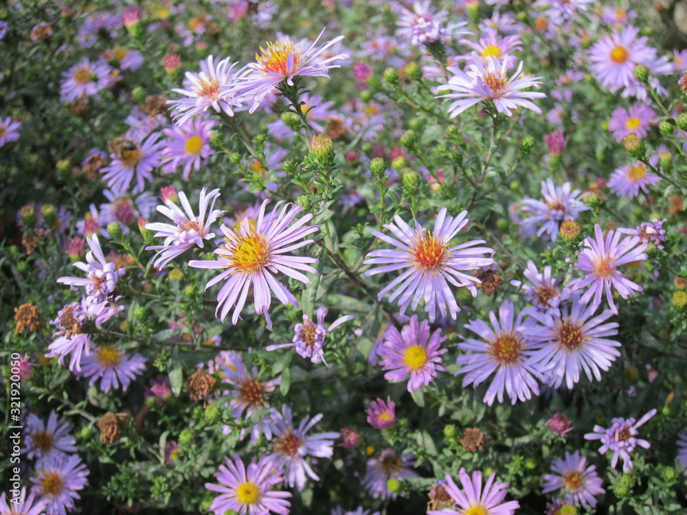 Astra flowers close-up for design and desktop Astra flowers close-up for design and desktop